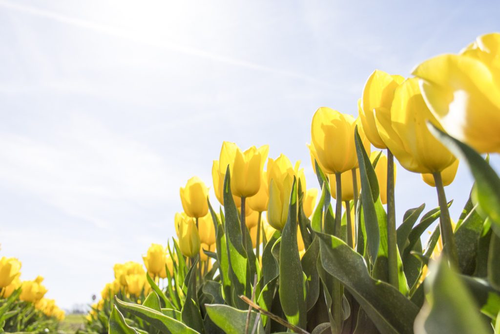 Zon, langere dagen en de natuur in bloei: het is weer lente!